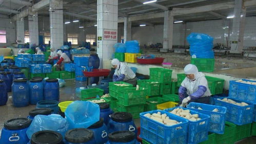 寶應縣強化藕制品企業執法檢查，依法整治藕渣亂倒問題